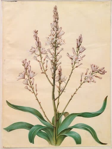 Asphodelus ramosus — Gouache