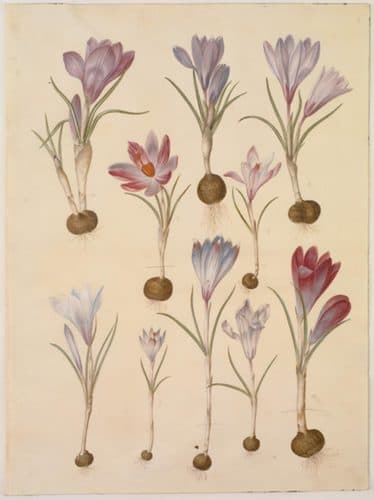 Crocus vernuslabel QS:Lde,"crocus vernus"label QS:Len,"Crocus vernus"label QS:Lda,"crocus vernus, vår-krokus" — Gouache